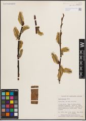 Foto von Salix discolor Muhl.